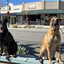 Mission Pawsible