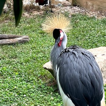 Tiger World - Crazy Birds - Zoos Near Me - Rockwell, North Carolina