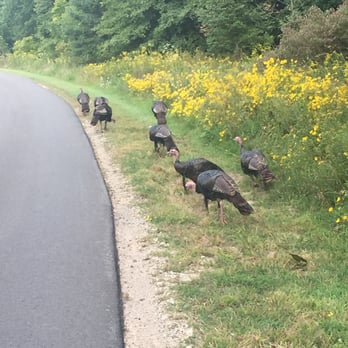 Blendon Woods Metro Park - Wild turkeys! - Parks Near Me - Westerville, Ohio