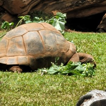 Honolulu Zoo - Zoos Near Me - Honolulu, Hawaii