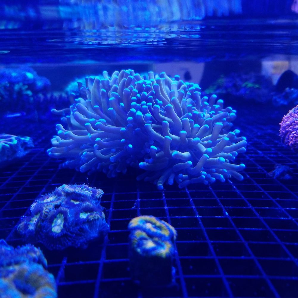 Advanced Marine Aquatics - Golden torch - Aquarium Services Near Me - Albertson, New York