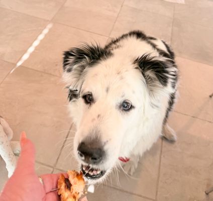 California Fish Grill by null