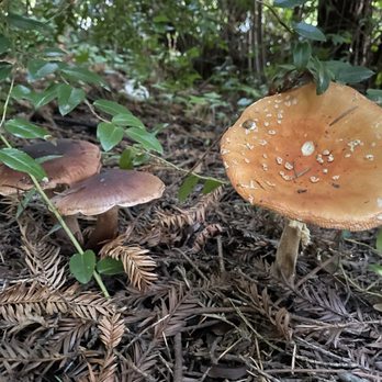 Emerald Forest Cabins & RV - He's a fungi! - Campgrounds Near Me - Trinidad, California Emerald Forest Cabins & RV - He's a fungi! - Campgrounds Near Me - Trinidad, California