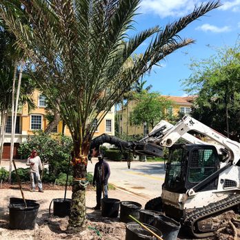 RCH Landscaping - Another Medjool Installed - Tree Services Near Me RCH Landscaping - Another Medjool Installed - Tree Services Near Me