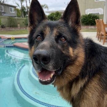 LuckyPup SoCal - Pet Training Near Me LuckyPup SoCal - Pet Training Near Me