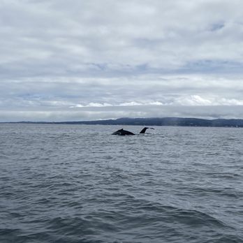 Discovery Whale Watch - Whales - Whale Watching Tours Near Me - Monterey, California