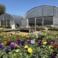Mary's Place - Pansies and Violas