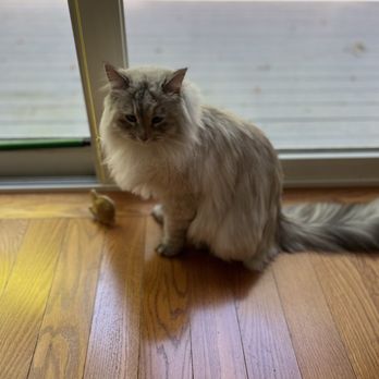 All 4 Paws Dog and Cat Grooming - Pet Groomers Near Me - Johnston, Rhode Island All 4 Paws Dog and Cat Grooming - Pet Groomers Near Me - Johnston, Rhode Island