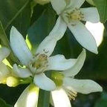 Tri-L Mandarin Ranch - Delicate fragrant Blossoms - Fruits & Veggies Near Me - Oroville, California Tri-L Mandarin Ranch - Delicate fragrant Blossoms - Fruits & Veggies Near Me - Oroville, California