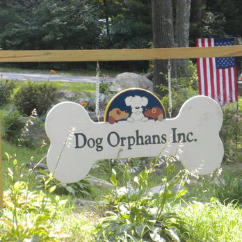 Dog Orphans - Animal Shelters Near Me - Douglas, Massachusetts