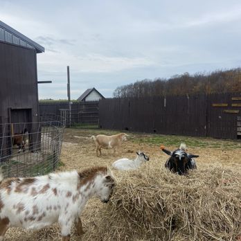 Becker Farms - Animals - Venues & Event Spaces Near Me - Gasport, New York Becker Farms - Animals - Venues & Event Spaces Near Me - Gasport, New York