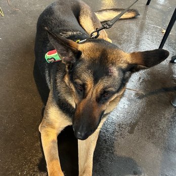 Bovaconti Coffee - Dog friendly - Coffee & Tea Near Me - Indianapolis, Indiana