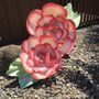Photo of Lovely Paper Flowers