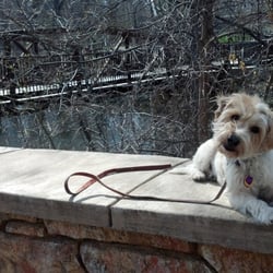 Crystal Clear Canine Academy - Dolly while out on a training field trip during her stay in Crystal Clear Canine's board and train camp.