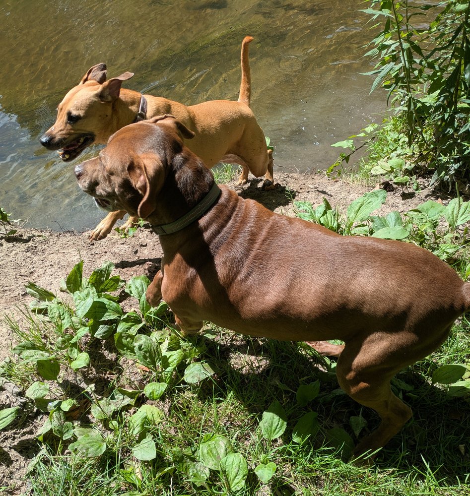 PaWS Unlimited - pet boarding facility in Rochester, NY