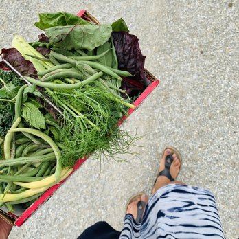 Fishers AgriPark - My haul: green beans, green variety, herbs - Farms Near Me - Fishers, Indiana