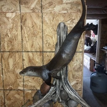 Memories Taxidermy - Otter chasing a trout. - Taxidermy Near Me - Sanford, Michigan Memories Taxidermy - Otter chasing a trout. - Taxidermy Near Me - Sanford, Michigan