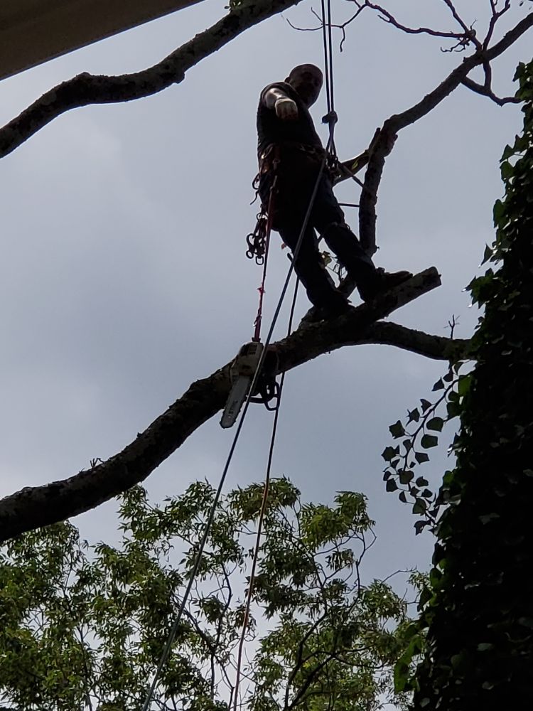 LAWN AND TREES R US 18 Photos Atlanta, Tree Services