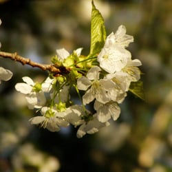 Kleingärten an der Bleiche