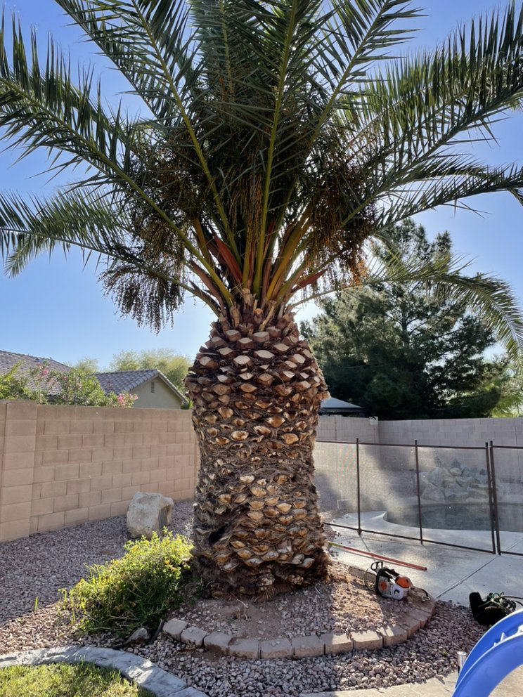 Tree Genius - tree service in Mesa, AZ