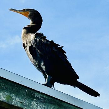 Everglades National Park - January 2025 - Anhinga Bird - Parks Near Me - Homestead, Florida Everglades National Park - January 2025 - Anhinga Bird - Parks Near Me - Homestead, Florida