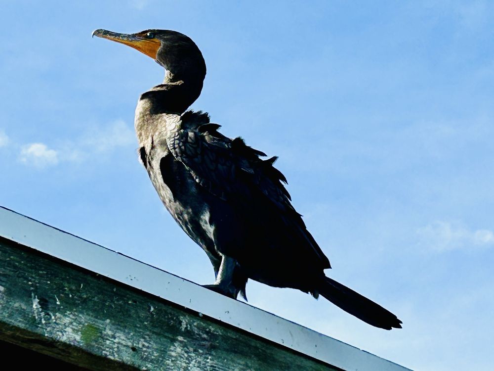 Everglades National Park Logo