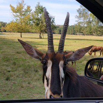 Alabama Safari Park - Zoos Near Me - Hope Hull, Alabama