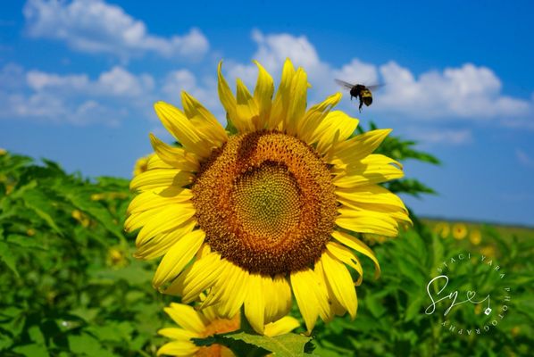 Columbia Bottom Conservation Area by null