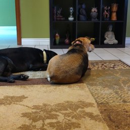 Office puppers Office puppers