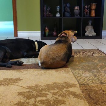 The Busy Body - Office puppers - Massage Therapy Near Me - Tucson, Arizona The Busy Body - Office puppers - Massage Therapy Near Me - Tucson, Arizona