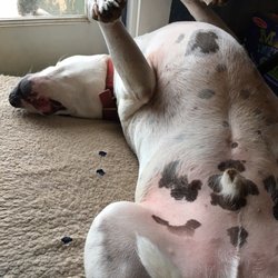 Kalele Bookstore & Divine Expression - Don't forget to give the dog belly rubs!