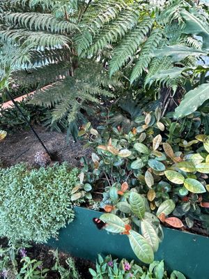 Audubon Insectarium by null