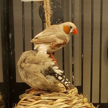 PetSmart - Friendly Finch Family, Wassup? - Pet Stores Near Me - East Hanover, New Jersey PetSmart - Friendly Finch Family, Wassup? - Pet Stores Near Me - East Hanover, New Jersey