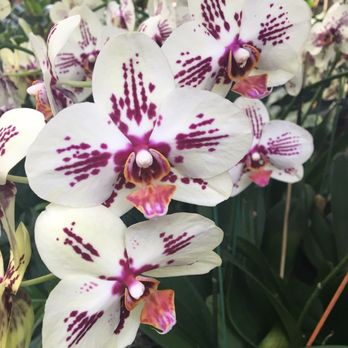 Chicago Botanic Garden - Beautiful flowers at the Orchid Show - Botanical Gardens Near Me - Glencoe, Illinois