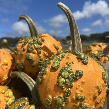 Farmer John's Pumpkin Farm - Pumpkins - Pumpkin Patches Near Me - Half Moon Bay, California Farmer John's Pumpkin Farm - Pumpkins - Pumpkin Patches Near Me - Half Moon Bay, California