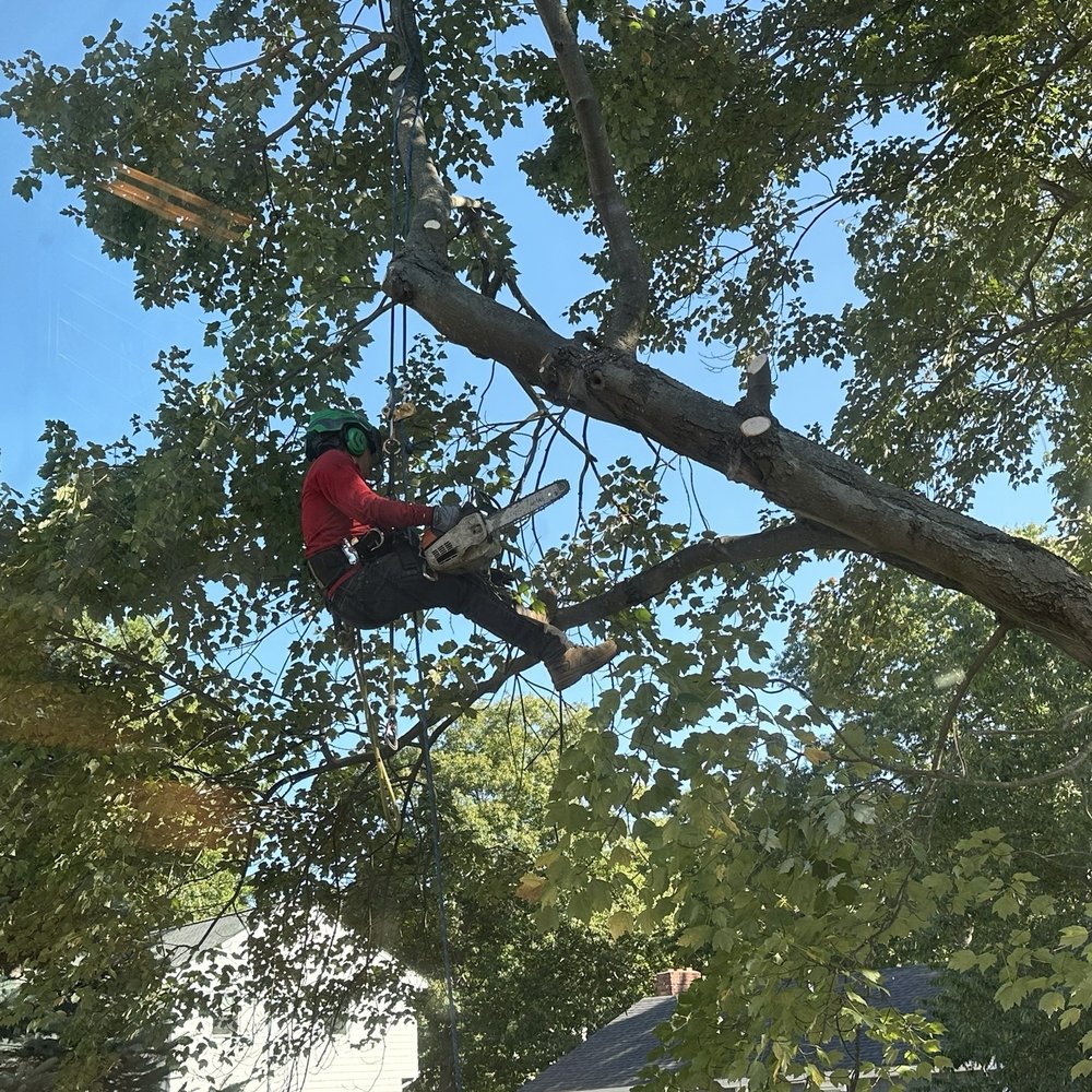 Lopez Landscaping & Tree Service - Man on rope - Tree Services Near Me - Lynn, Massachusetts Lopez Landscaping & Tree Service - Man on rope - Tree Services Near Me - Lynn, Massachusetts