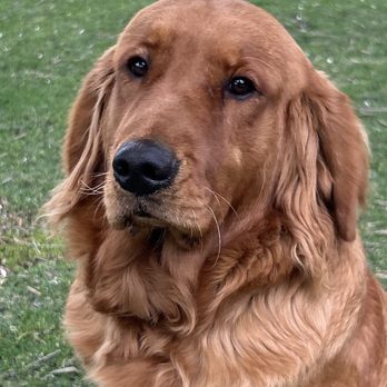 Golden Retriever Buddies - Our Super Sweet Beauty! - Pet Adoption Near Me Golden Retriever Buddies - Our Super Sweet Beauty! - Pet Adoption Near Me