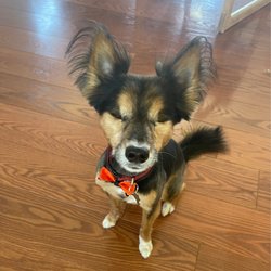 Paws & Relax - Papillon mix. Full groom.