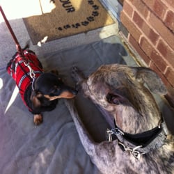 Top Dogs Pet Boutique - Caters to big AND small dogs...