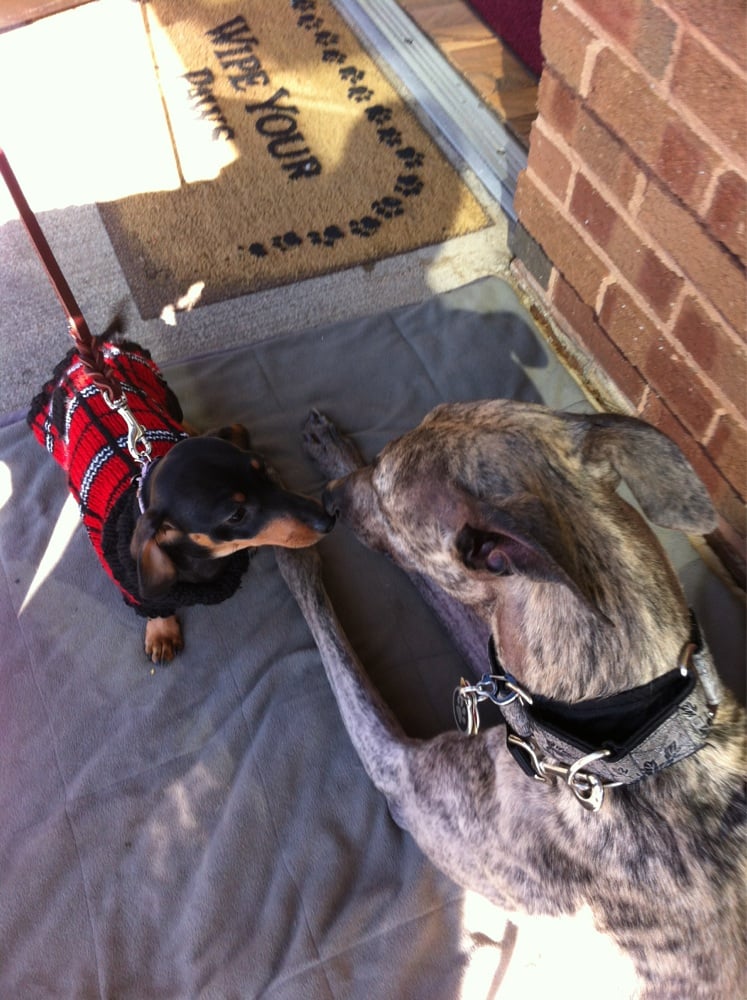 TOP DOGS PET BOUTIQUE Updated April 2024 54 Photos & 27 Reviews