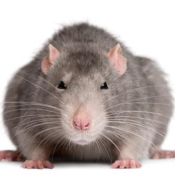 Creature Catchers - Experts in rodent removal! Call today!
