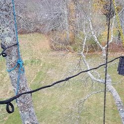 Advanced Arborist Tree Service - Photo