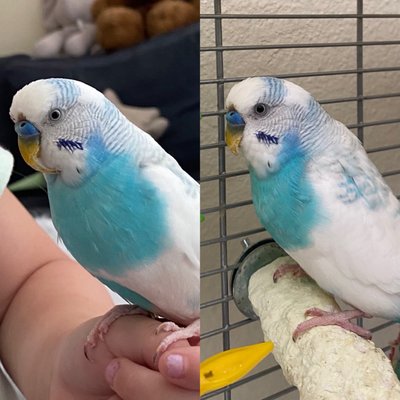 Birds & More by null