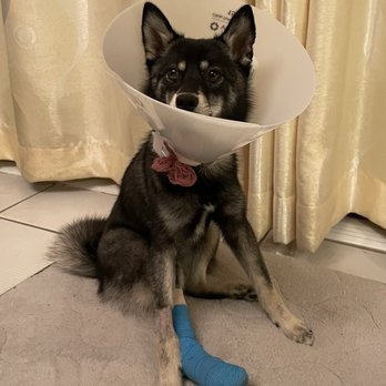 ACCESS Pasadena - Royce coming home from ACCESS - Emergency Pet Hospital Near Me - Pasadena, California