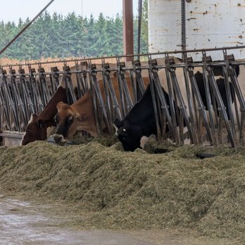 TMK Creamery - Cows - Cheese Shops Near Me - Canby, Oregon TMK Creamery - Cows - Cheese Shops Near Me - Canby, Oregon