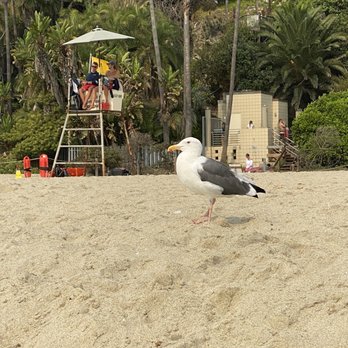 Thousand Steps Beach - Seagull - Beaches Near Me - Laguna Beach, California