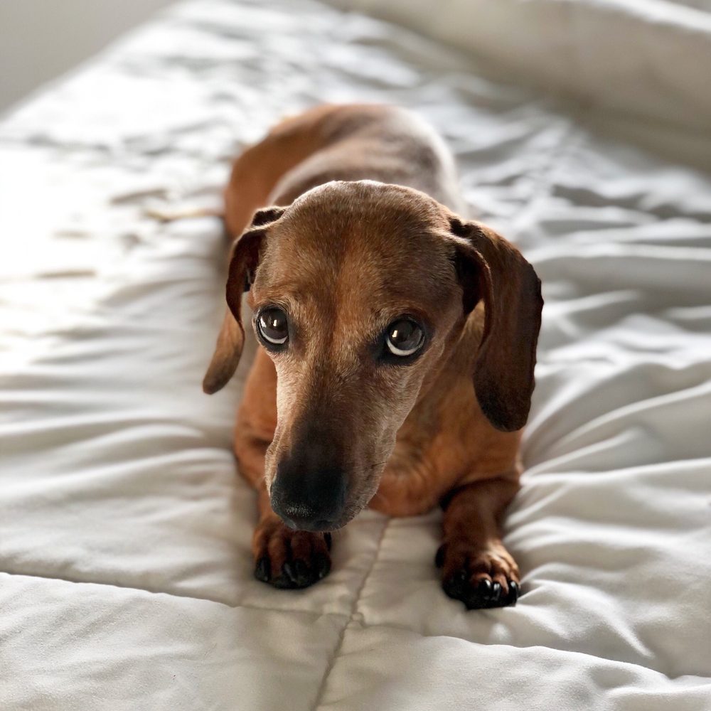 KLEINPETER VETERINARY HOSPITAL Updated August 2024 36 Photos & 14