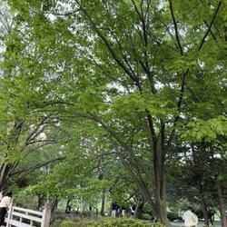 Kariya Park - Park landscape