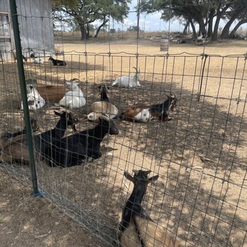 Jester King Brewery - Goats! Costs money to pet them - Breweries Near Me - Austin, Texas Jester King Brewery - Goats! Costs money to pet them - Breweries Near Me - Austin, Texas