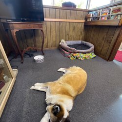 Clockwork Barbershop - Lucy the Barber dog!